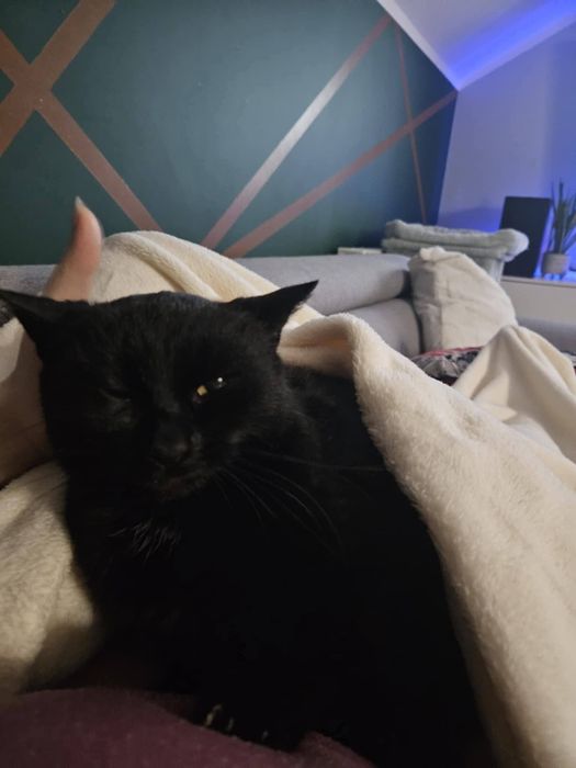 Urocza koteczka z pięknym spojrzeniem