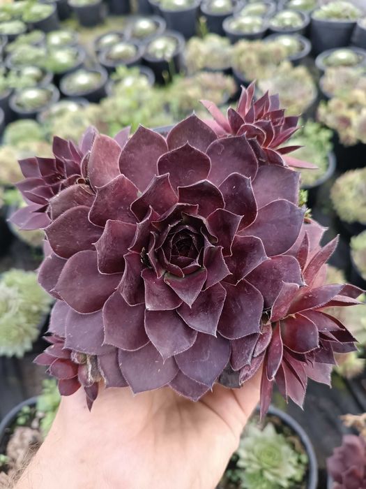 rojnik big sam sempervivum 'power granade' P12