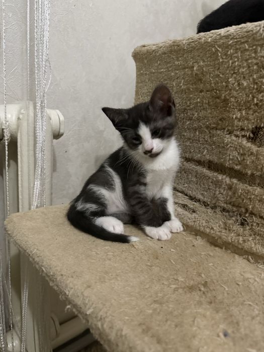 Віддам в добрі руки маленьких кошенят!!!