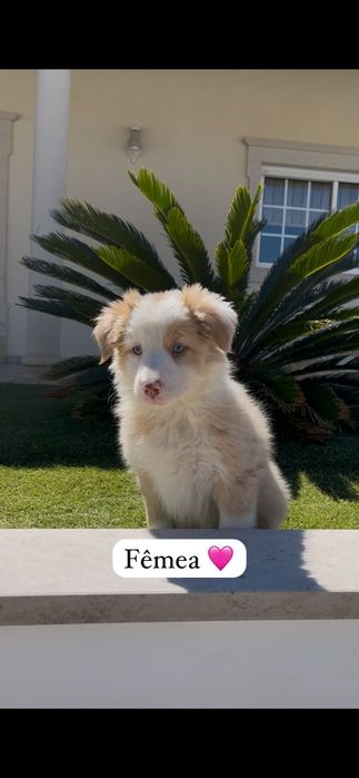 Border collie fêmea