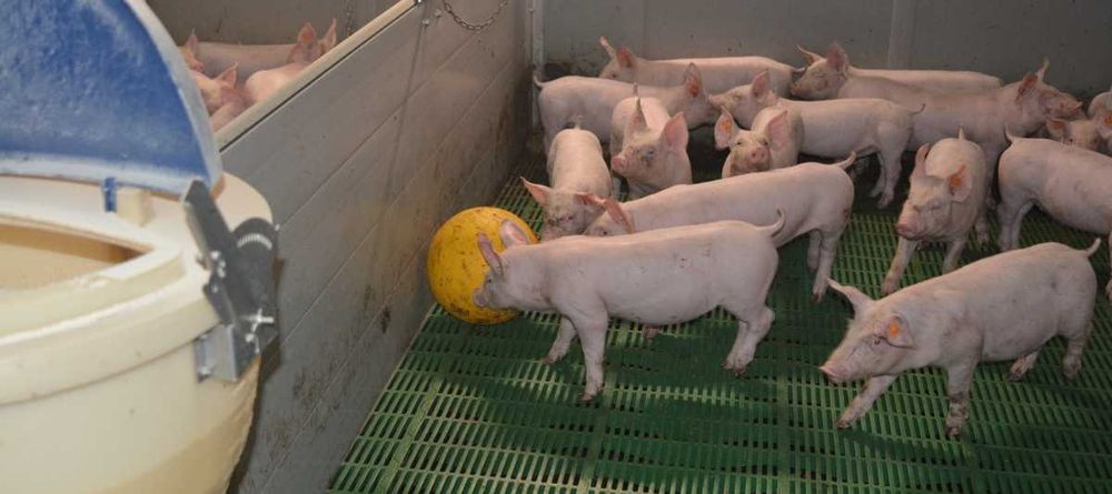 Piłka zabawka antystresowa KERBL Ø 30 dla prosiąt , świń