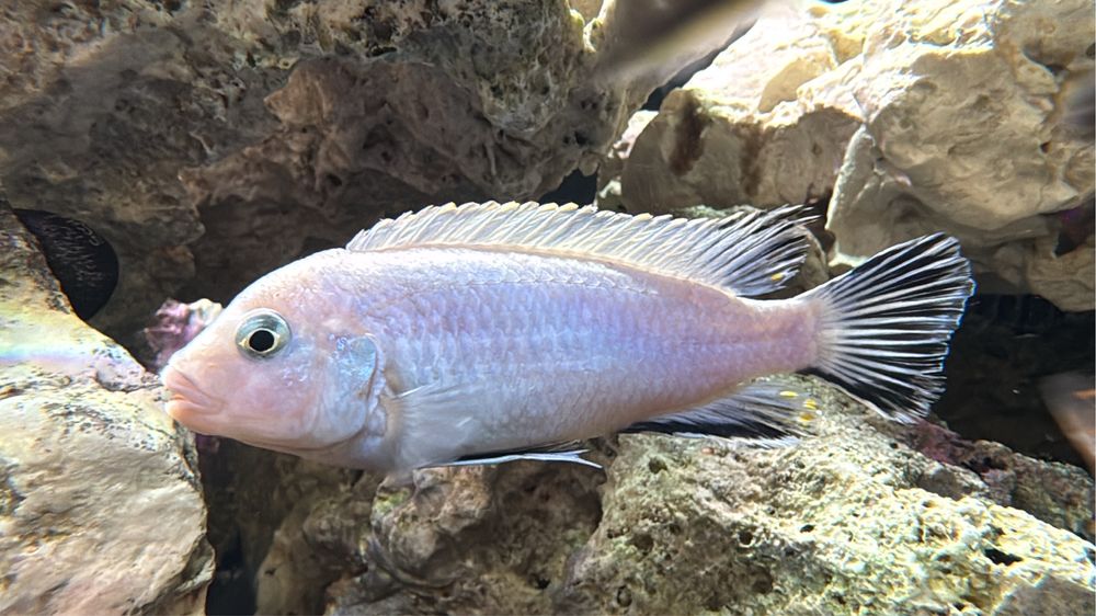 Metriaclima Estherae,Red Red,Socolofi,Saulosi Pyszczaki Malawi