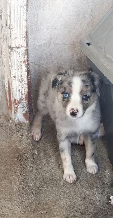 Border collie macho merle puro