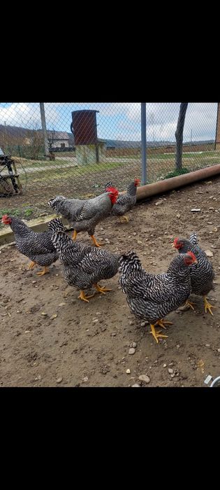 Продам інкубаційні яйця породистих курей