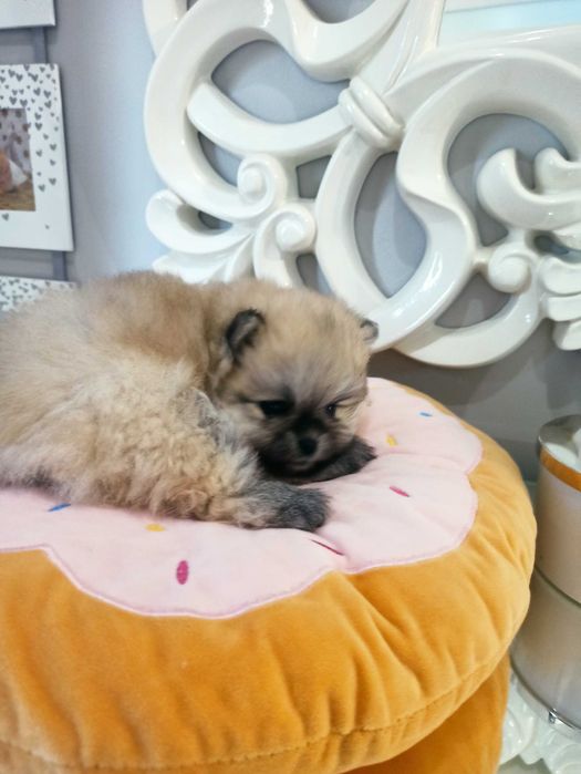 Szpic miniaturowy***pomeranian suczka