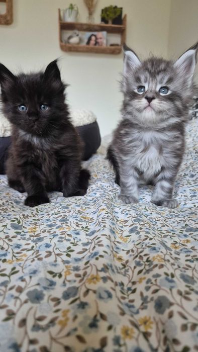 Kocięta maine coon