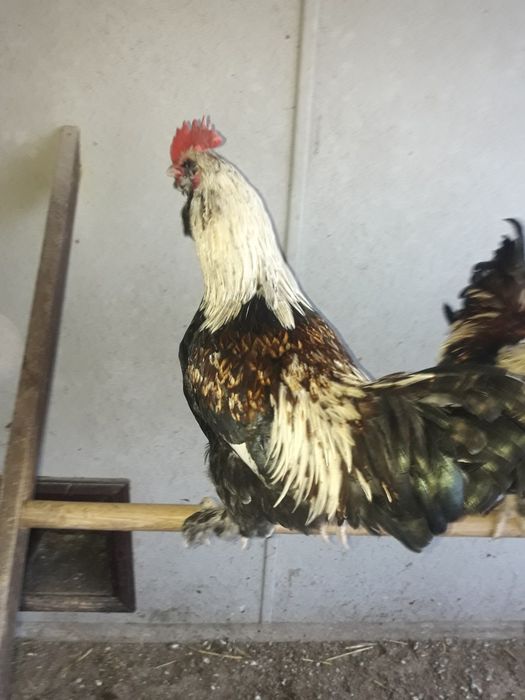 Фавероль  лосось (петушки)