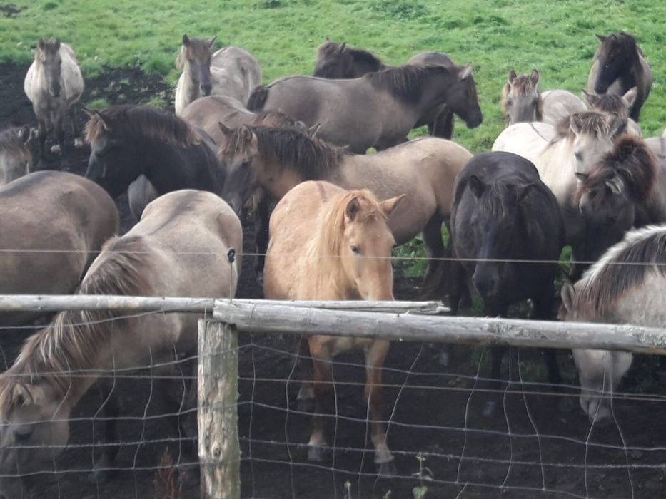 Konik polski klaczki ogierki