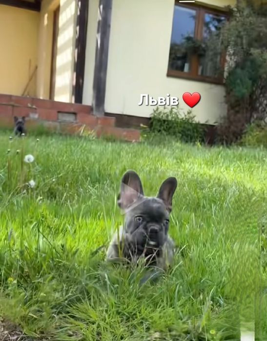Цуценята м.Львів
