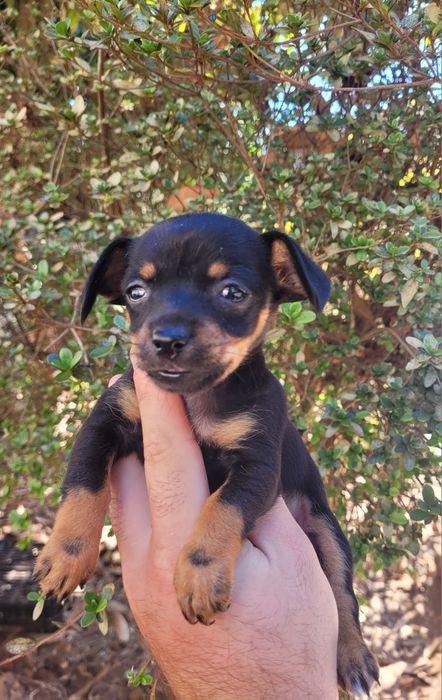 Pinscher mini femea