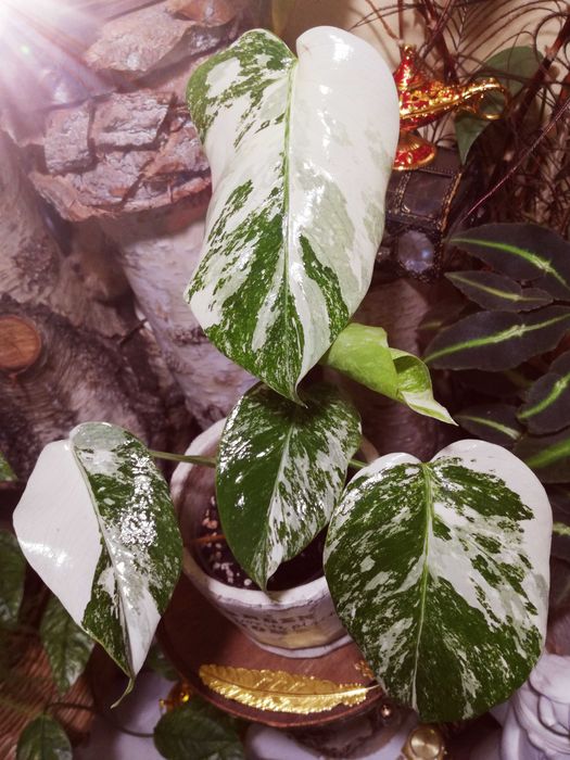green on green monstera for sale Monstera Deliciosa Shrub - Tropical Split Leaf Houseplant main image 1
