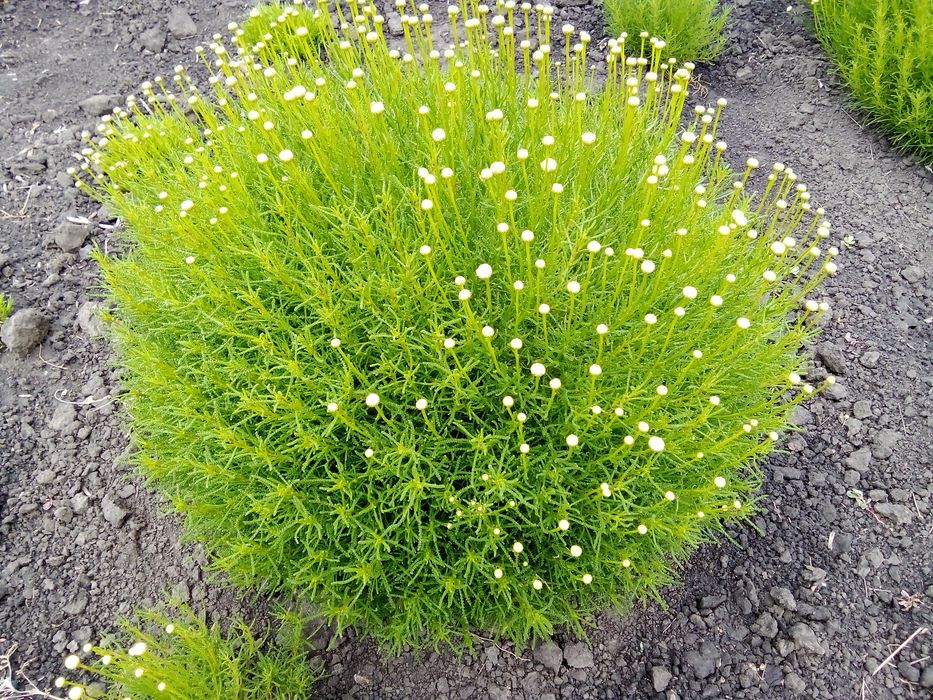 Сантолина, герань садовая - многолетки.