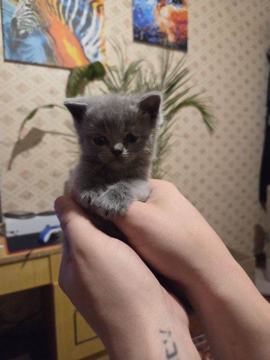 Скотіш фолд. Вʼязка
