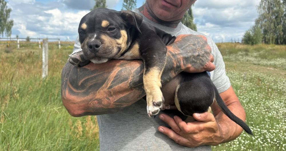 American bully pocket