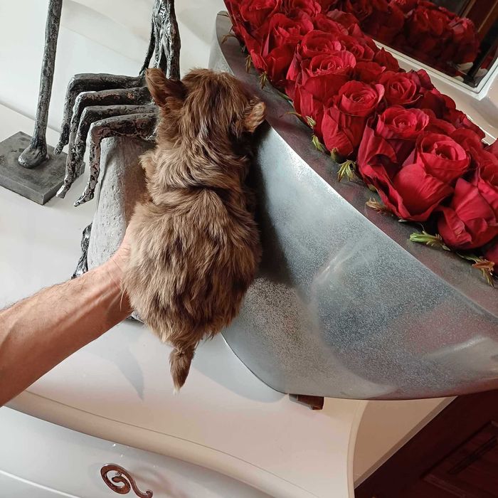 Yorkshire Terrier Miniatura CHOCOLATE MERLE
