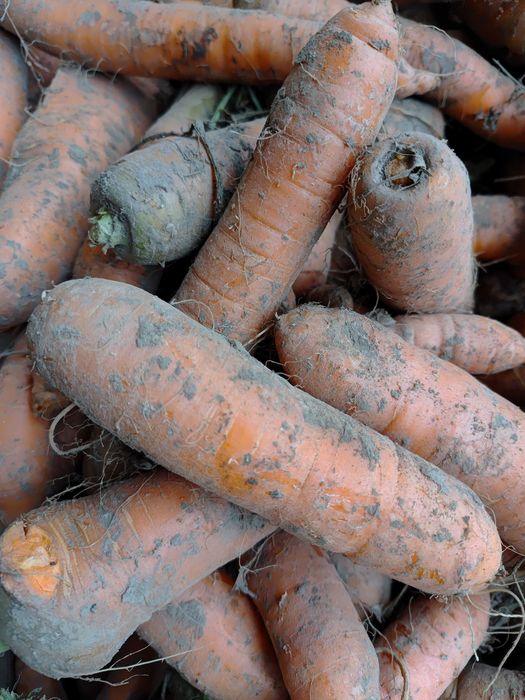 Marchew paszowa 0.6 zl za kg  odsort