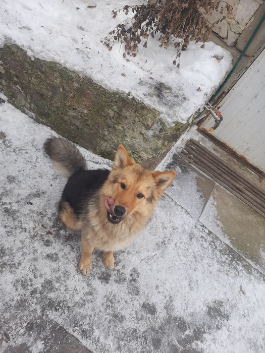 Відам в добрі руки собаку кличка Фіма