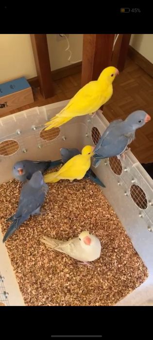 Ringnecks domesticados