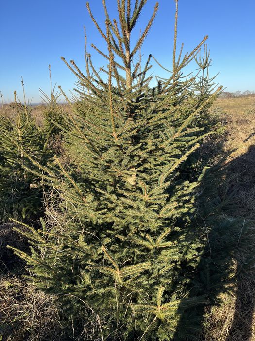 choinki ! świerk ! tanio ! święta !