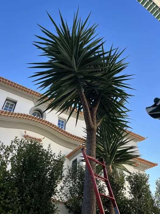 Manutenção Jardins (Jardineiro)