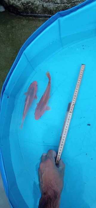 Peixe Carpas koi