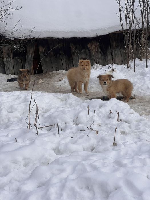 Цуценята безкоштовно
