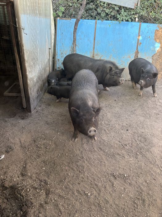Porcos Vietnamitas criados em casa