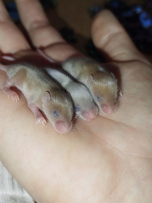 Myszki kolorowe młode