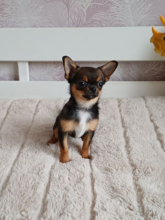 Супер міні казкова дівчинка