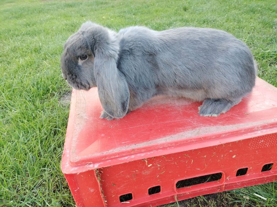 Króliki Baran Francuski Niebieski
