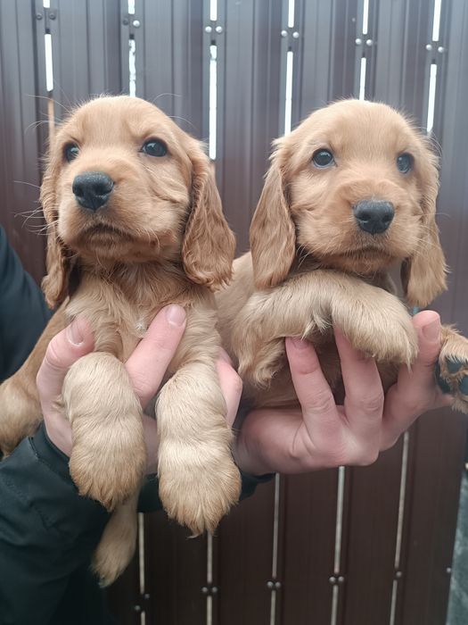 Бомбезные Англичане