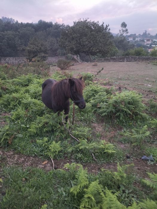 Pônei fêmea mansinha