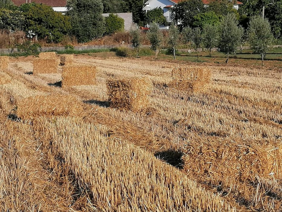 Fardos de palha de Aveia, Triticale e Erva Nascediça