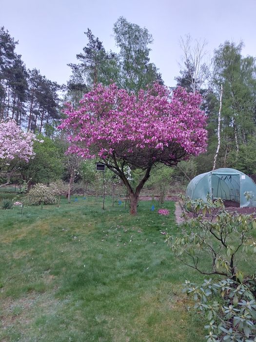 Sprzedam magnolię drzewo