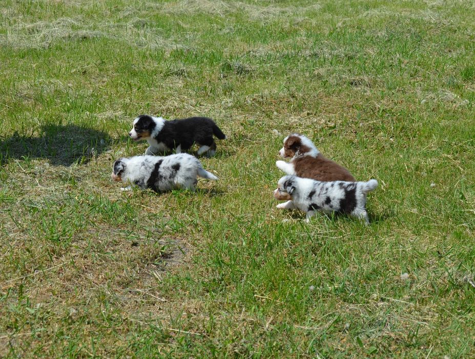 Ауссі/Австралійська вівчарка!Київ,або відправлю. Є "Оплата частинами"