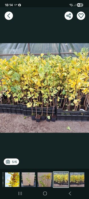 Miłorząb japoński(ginkgo biloba)60-80cm