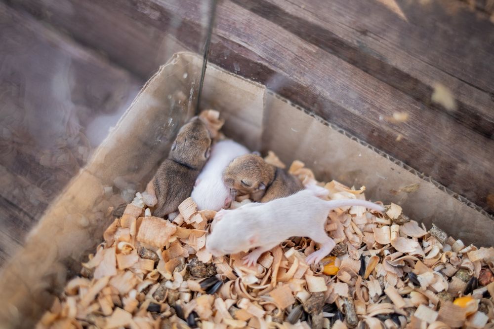 Домашние декоративные мыши, мышки