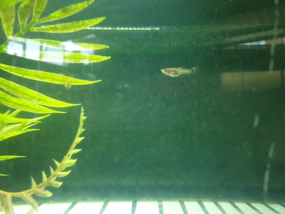 Vendo Guppys novos