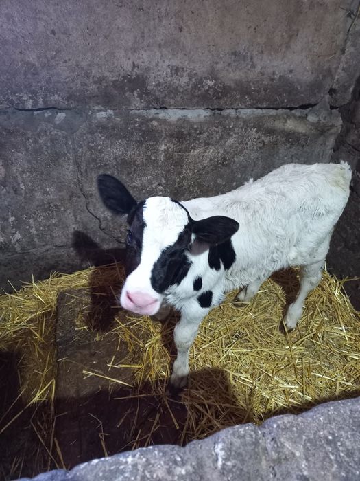 Продамо теля теличку