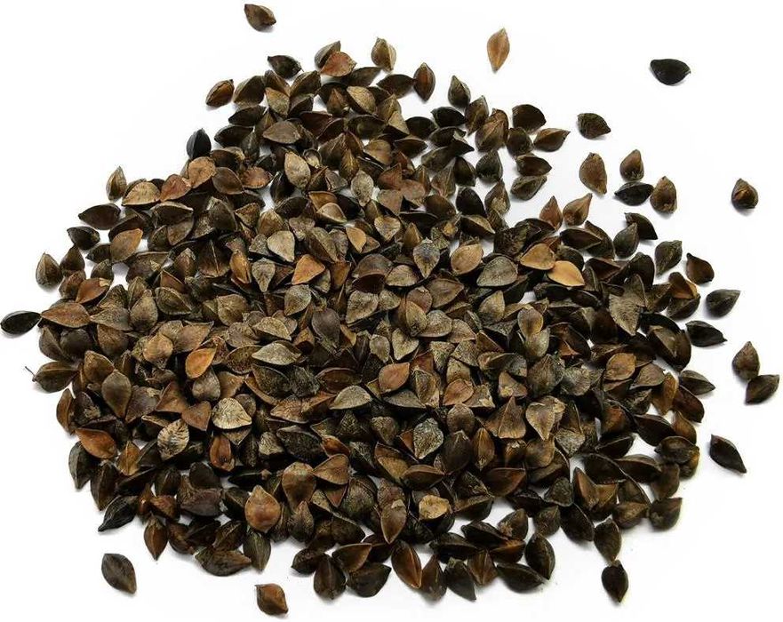 Gryka tegoroczna przewiana