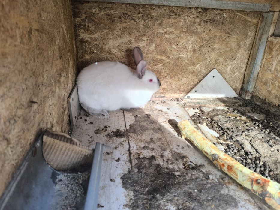 Кролики молодняк