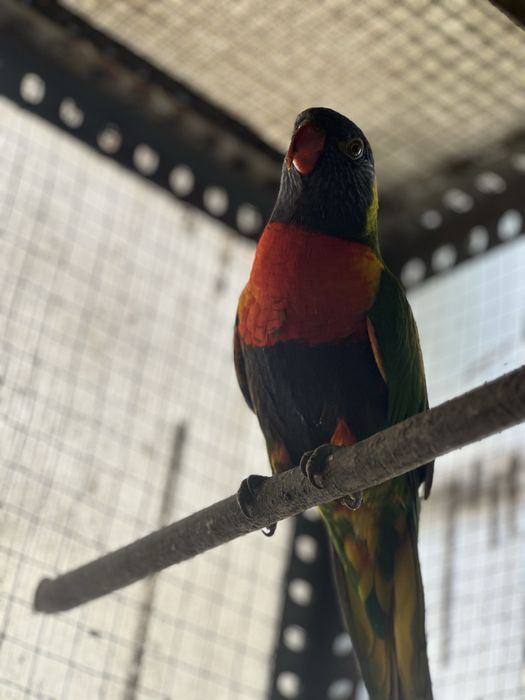 Loris Do Ano Passado