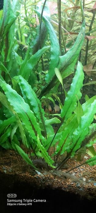 Cryptocoryne wendtii "Green" Kryptokoryna, Zwartka