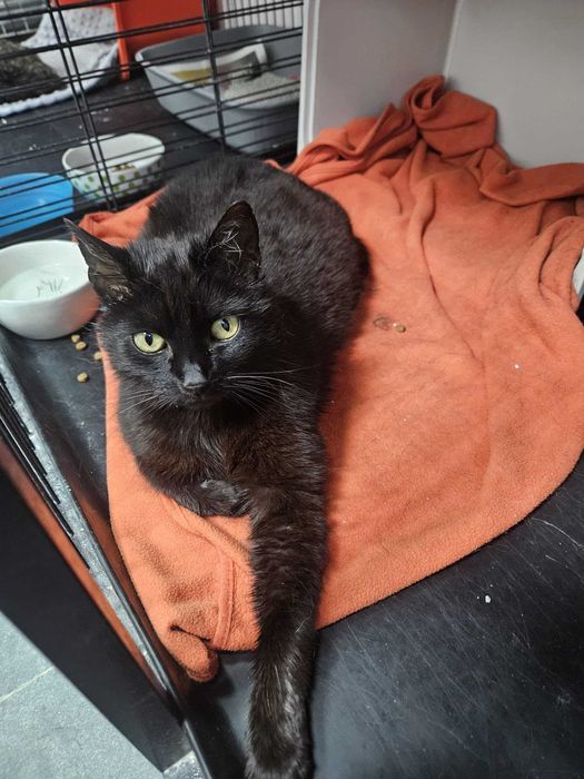 Słodka Melasa szuka domu