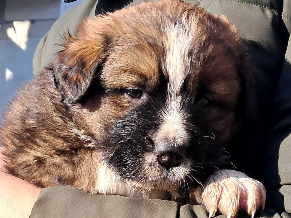 Szczeniaki szukają domu