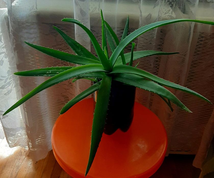 Алоэ Вера цветок