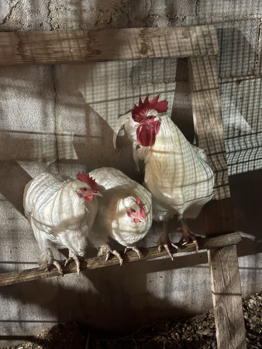 Vendo um trio de Marans Brancos