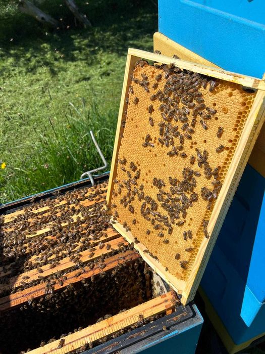 Matki pszczele Unasiennione Zapisy 2026