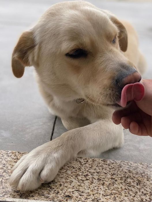 Labrador para adoção responsável