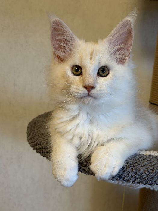 Кошенята Мейн Кун